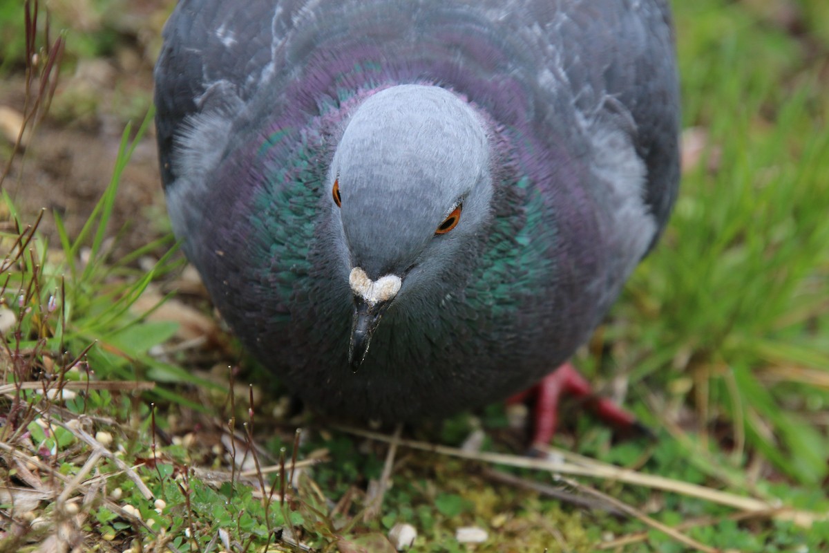 Rock Pigeon (Feral Pigeon) - ML223654591