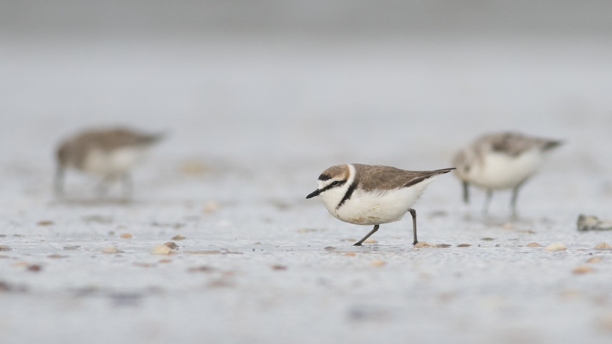 Kentish Plover - ML223655801