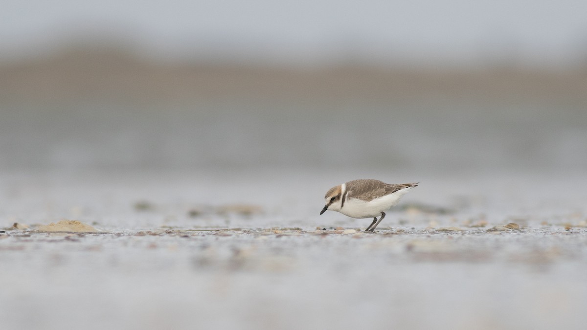 Kentish Plover - ML223655811