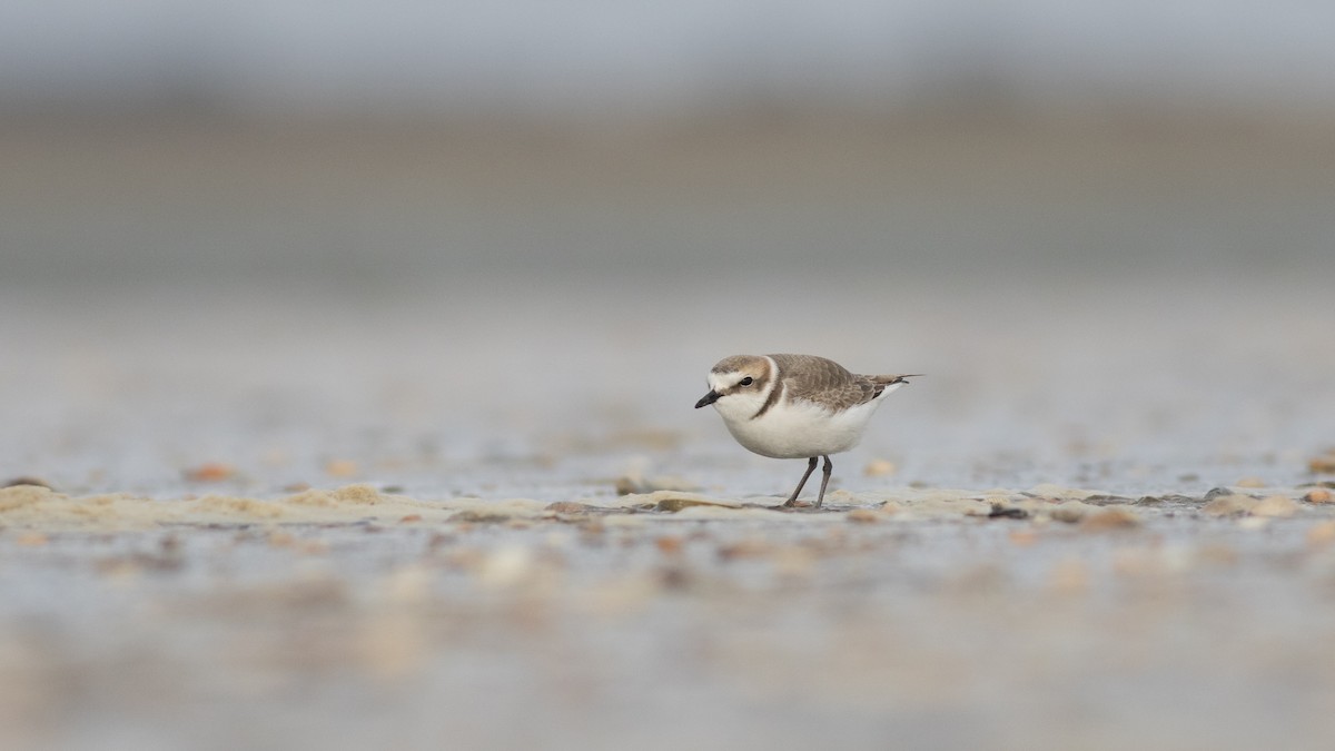 Kentish Plover - ML223655831