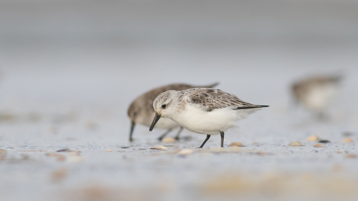 Sanderling - Andreas Boe