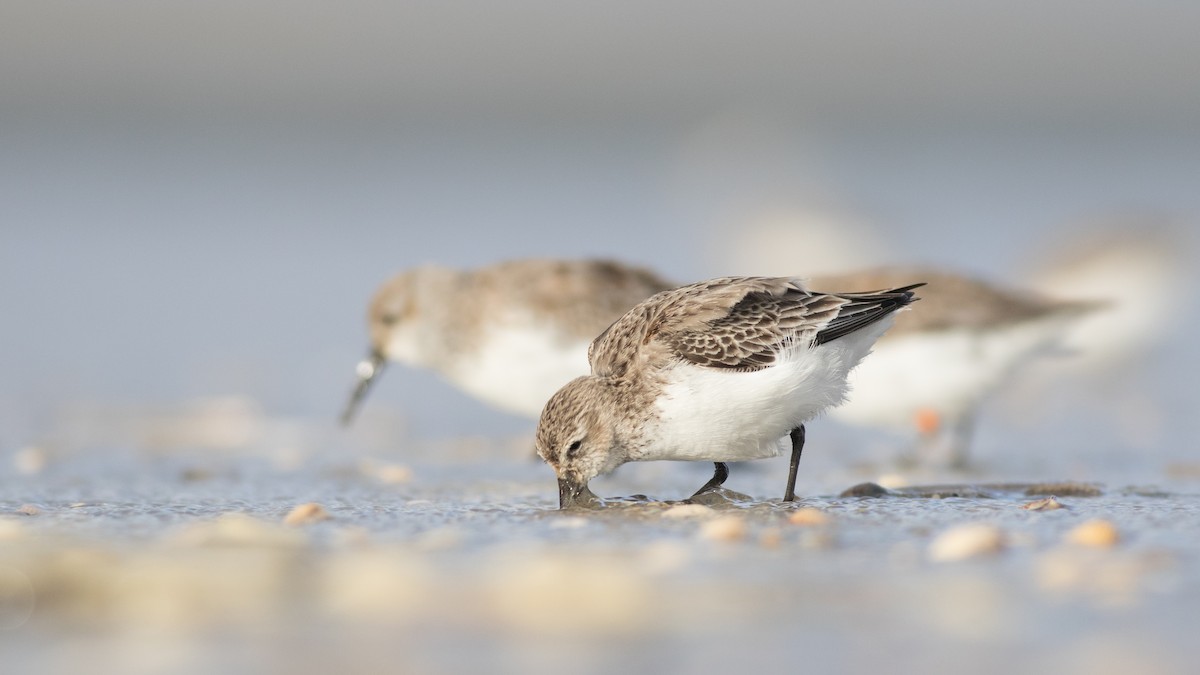 Dunlin - ML223656191