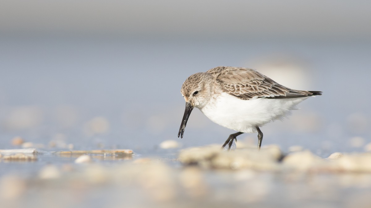 Dunlin - ML223656231