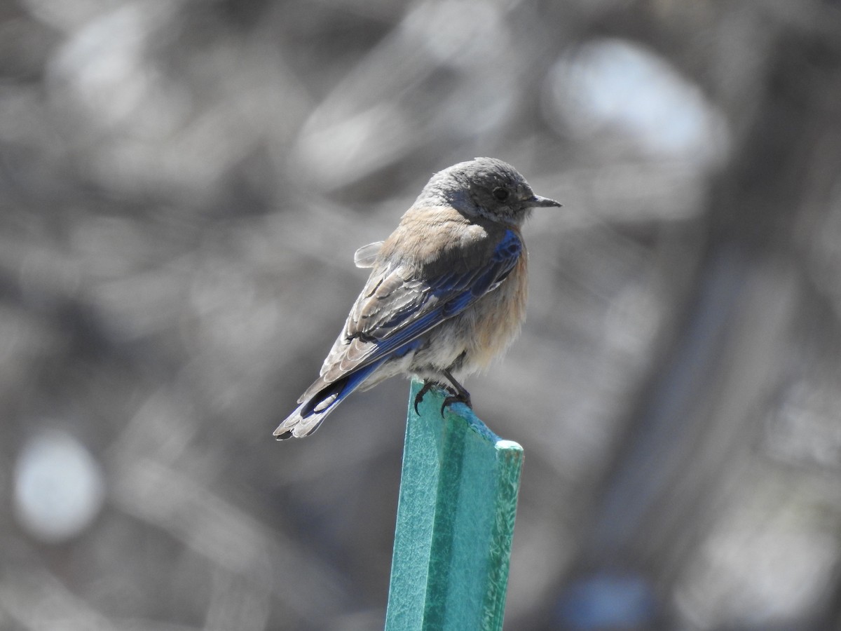 Western Bluebird - ML223657101