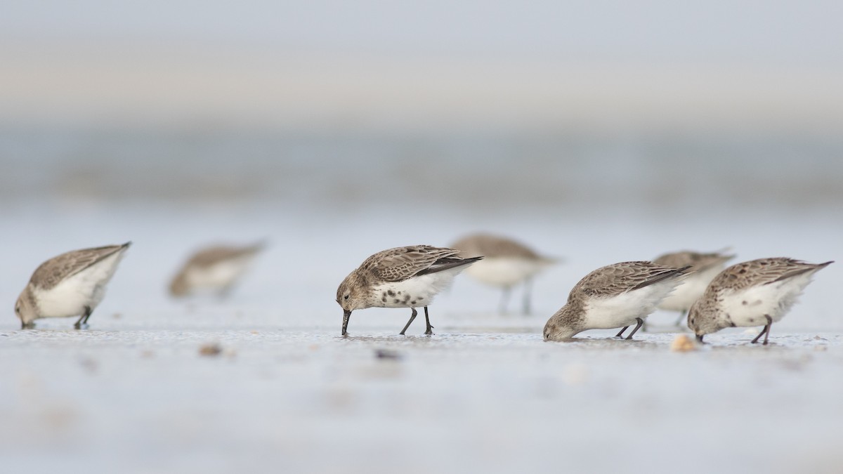 Dunlin - ML223657381