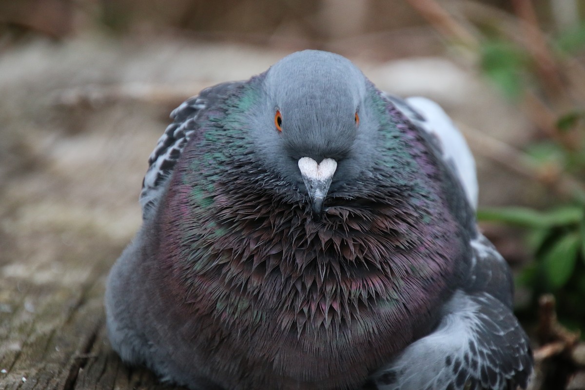 Rock Pigeon (Feral Pigeon) - ML223657651