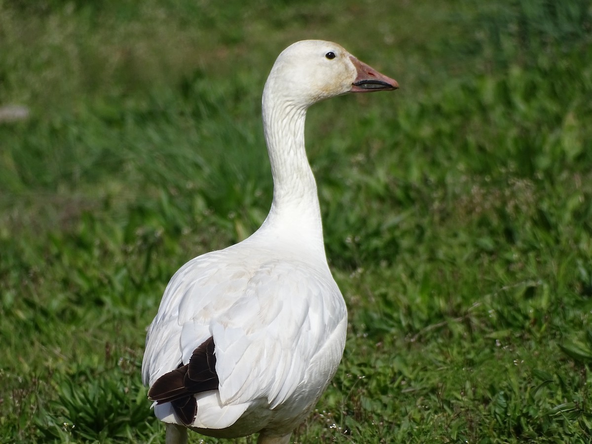 Snow Goose - Mike Scott