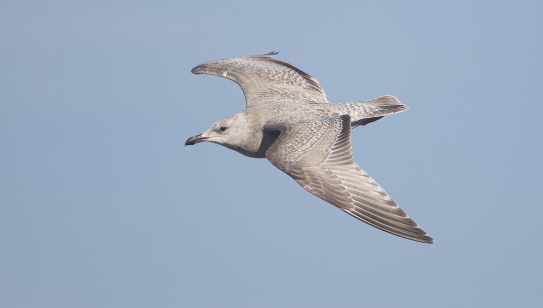 Iceland Gull (Thayer's) - Brian Sullivan