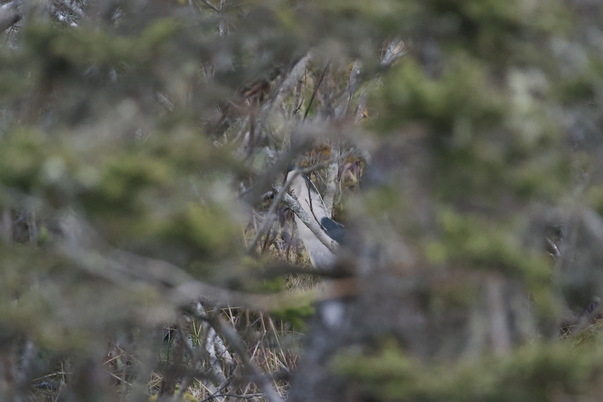 Black-crowned Night Heron - ML223662391