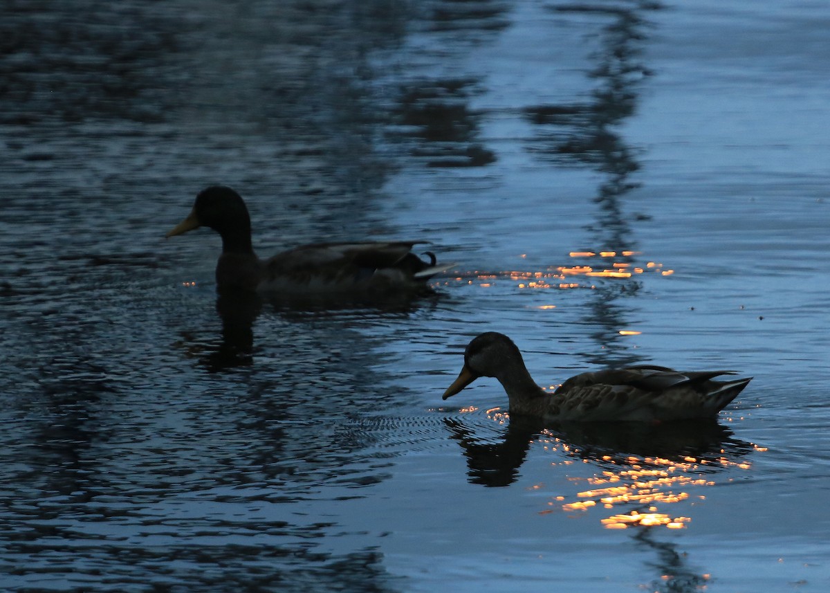 Зэрлэг нугас - ML223663021