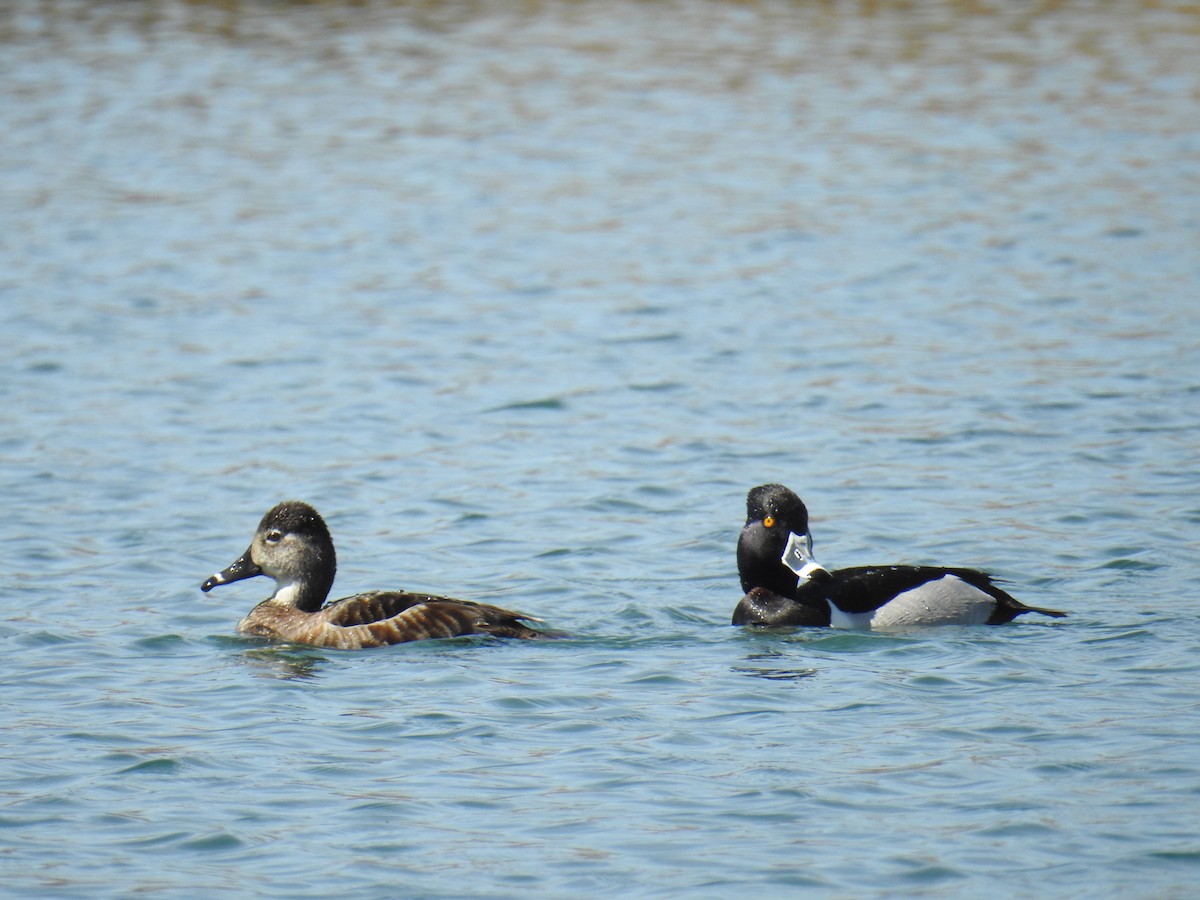 Ring-necked Duck - ML223663201