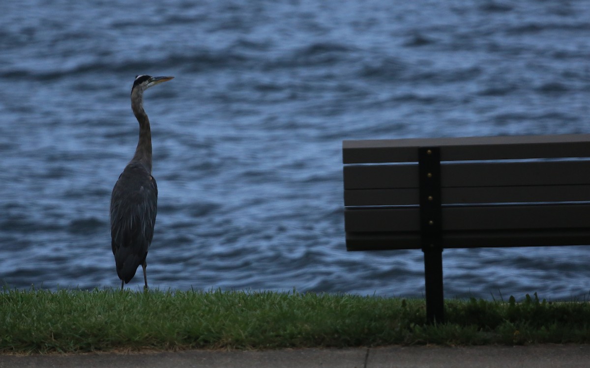Great Blue Heron (Great Blue) - ML223663211