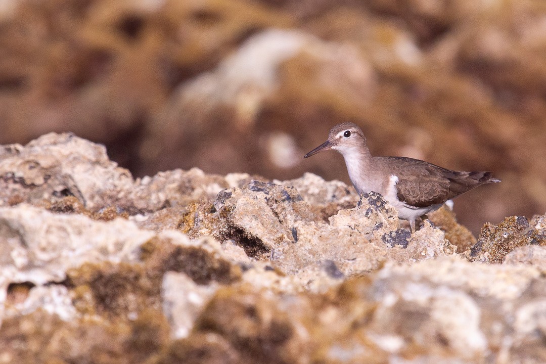 Spotted Sandpiper - ML223663361