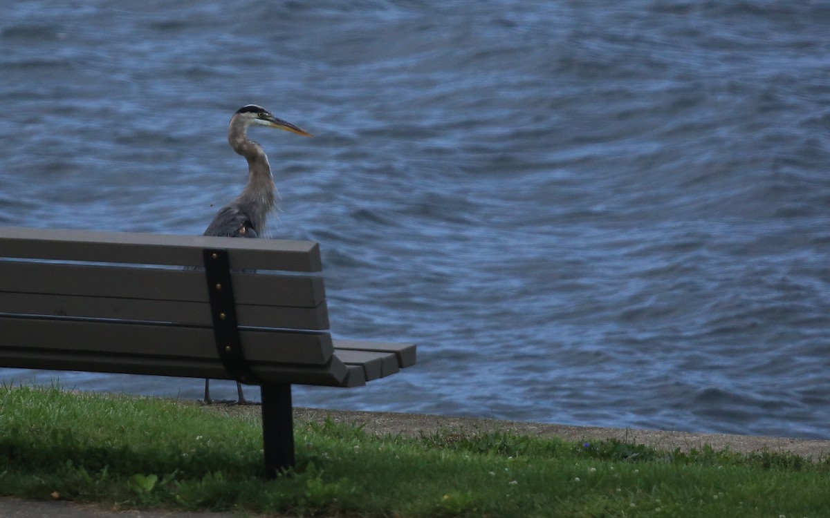 Great Blue Heron (Great Blue) - ML223663391
