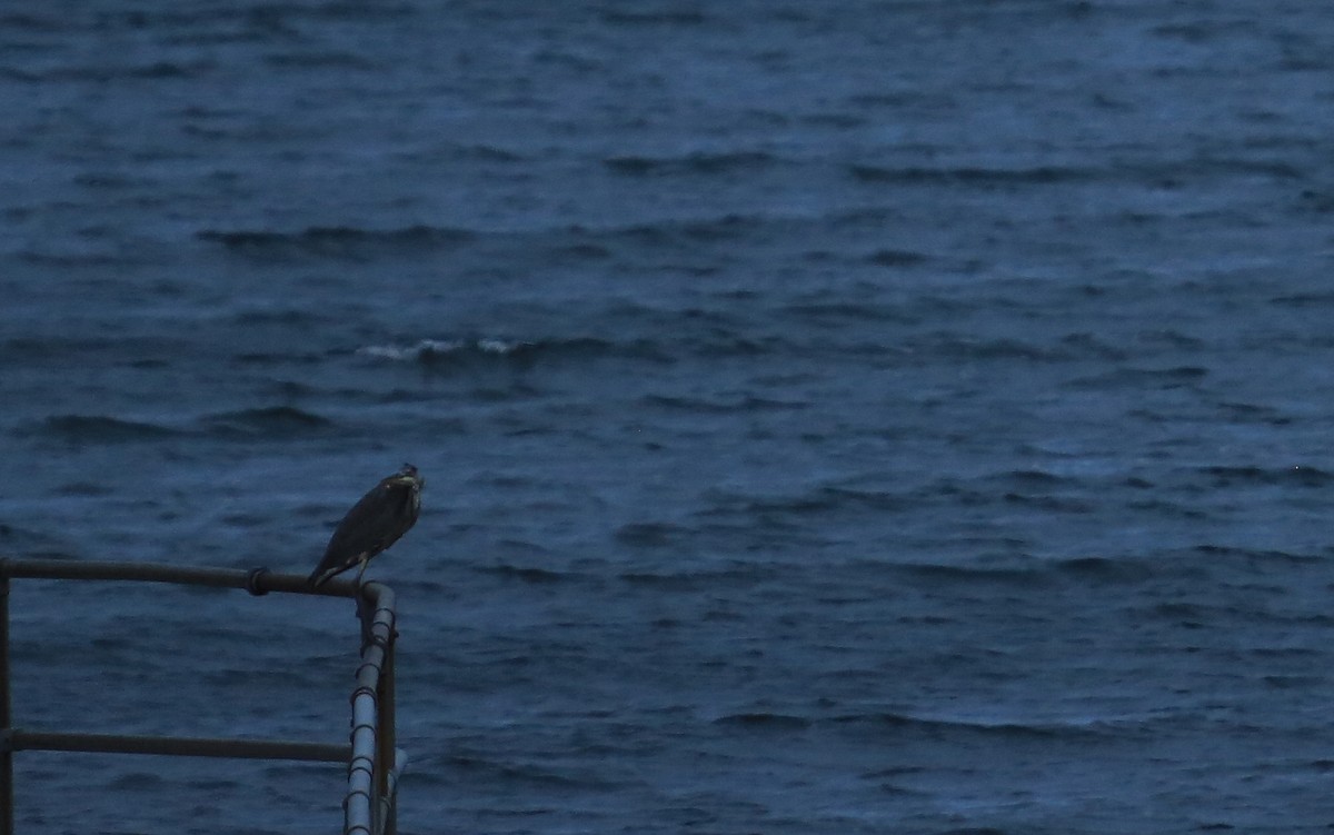 Great Blue Heron (Great Blue) - ML223663801