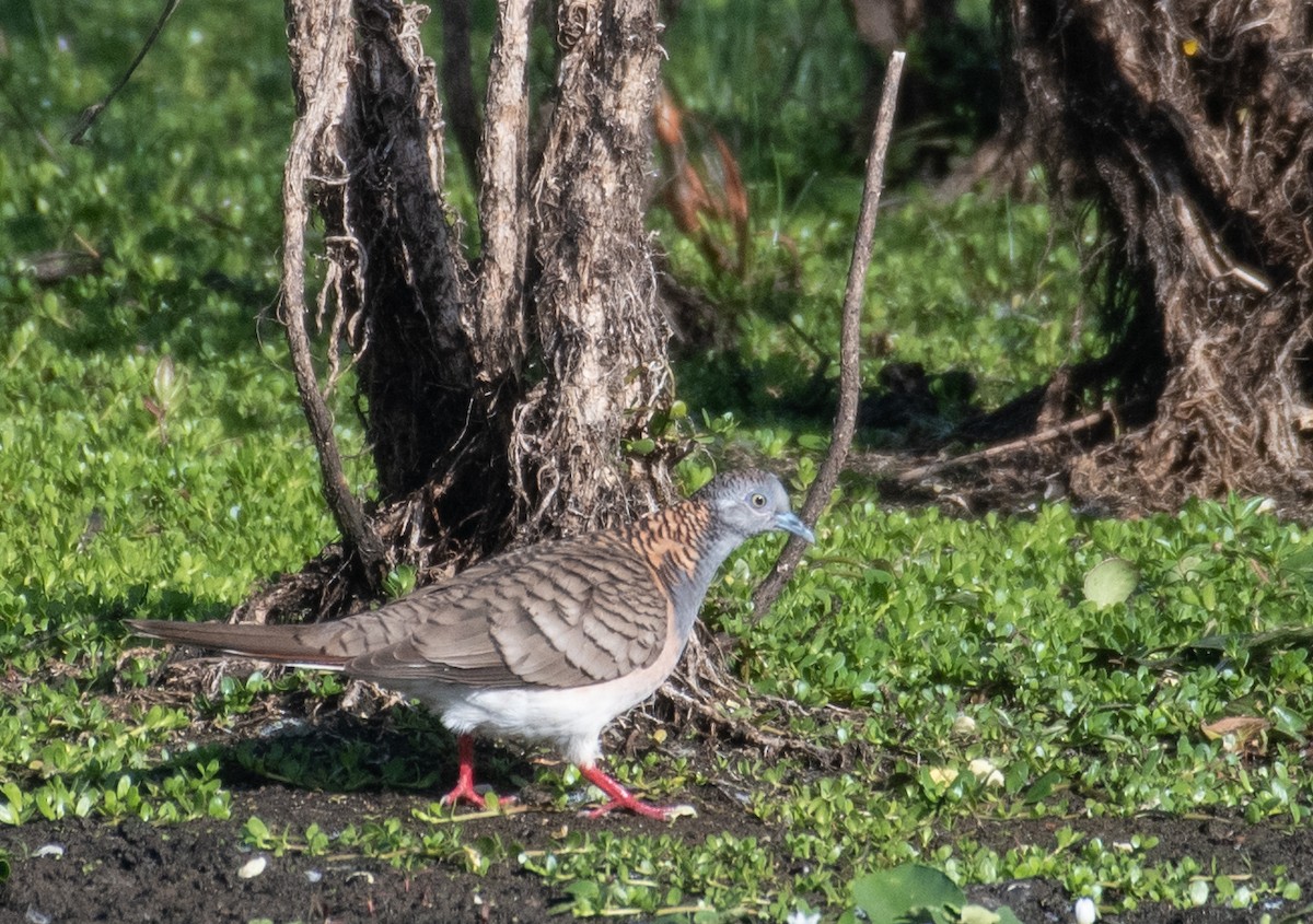 Bar-shouldered Dove - ML223664001