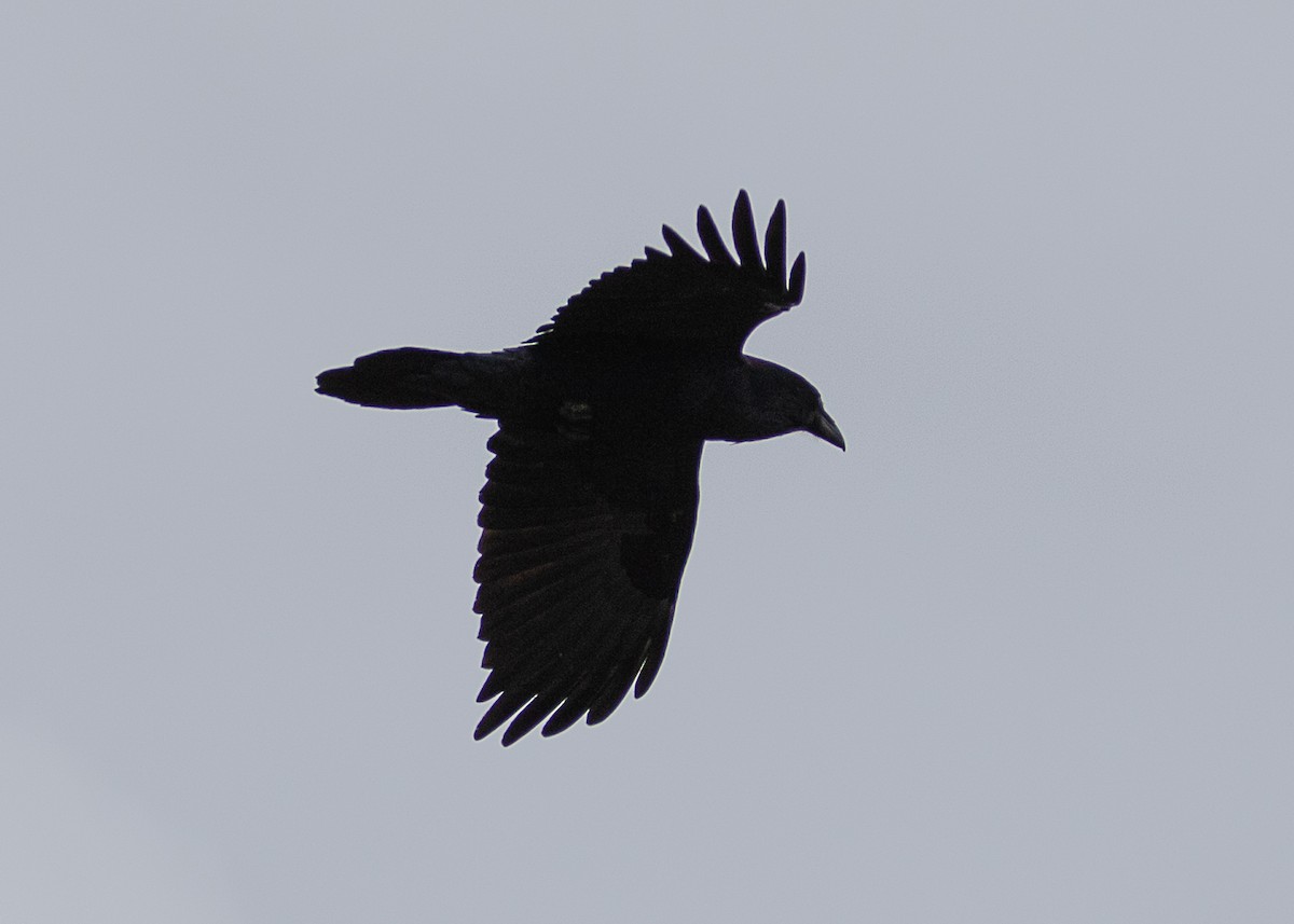 Common Raven - ML223665251