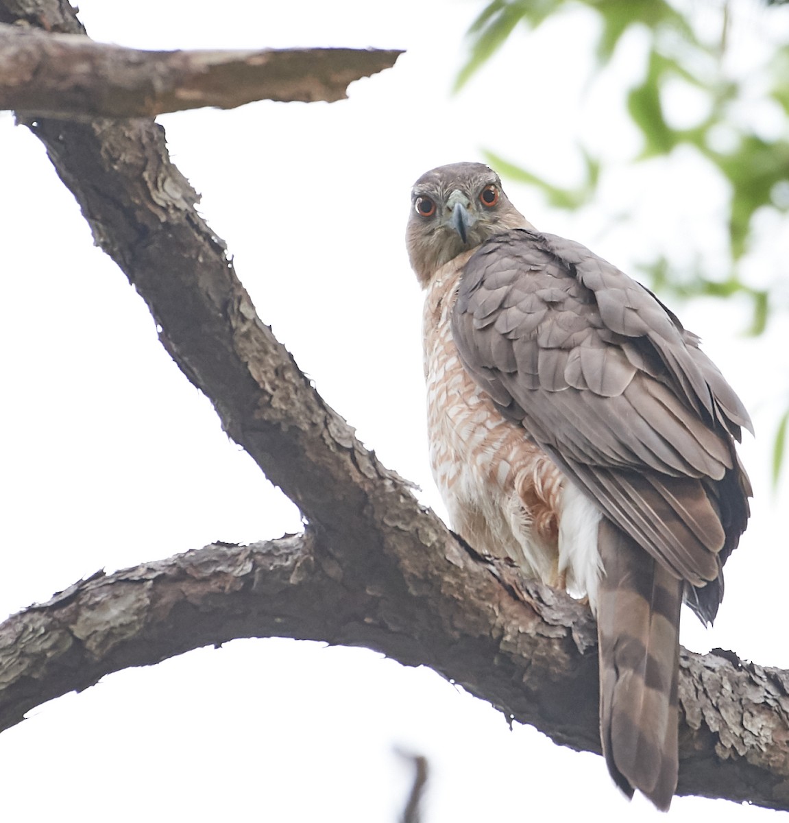 Cooper's Hawk - ML223665351