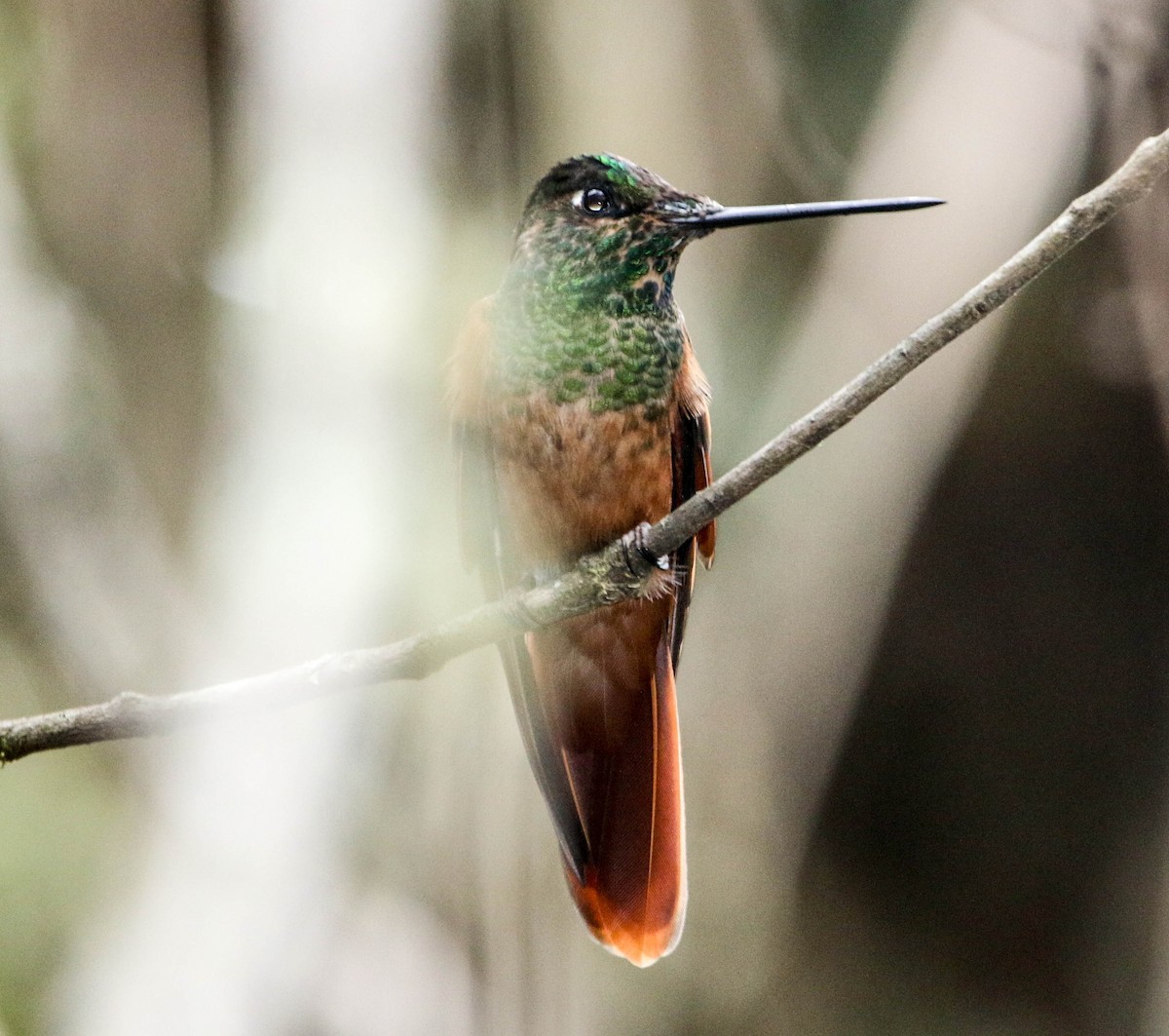kolibřík peruánský - ML223669381