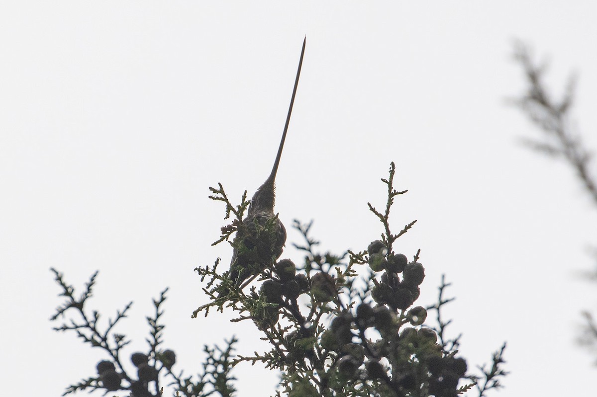 Sword-billed Hummingbird - Michael Todd