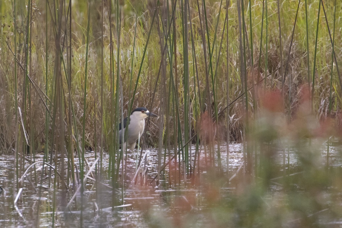 Black-crowned Night Heron - ML223669661