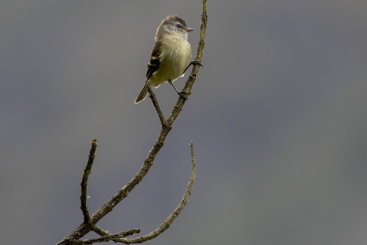 Tawny-rumped Tyrannulet - Michael Todd