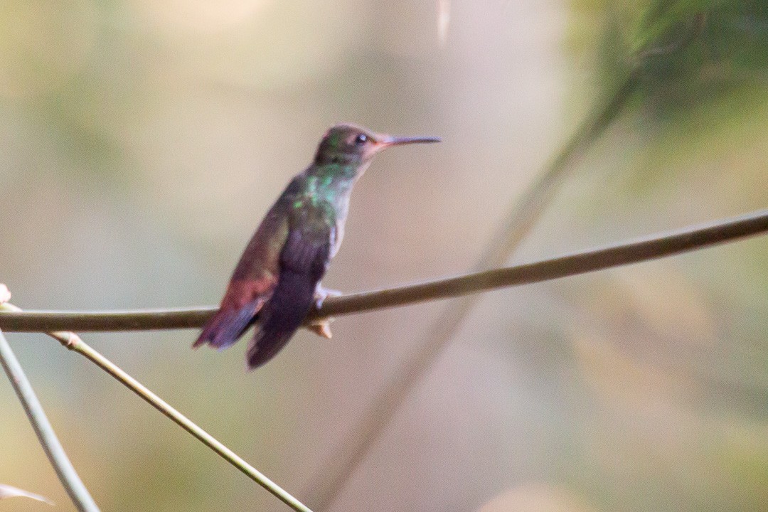 Rufous-tailed Hummingbird - Patricia Mancilla Iglesias