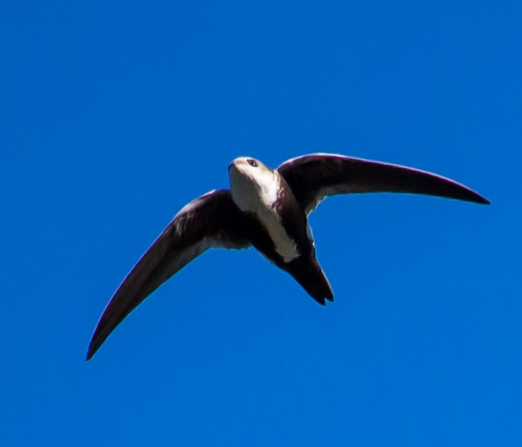 White-throated Swift - ML22367221