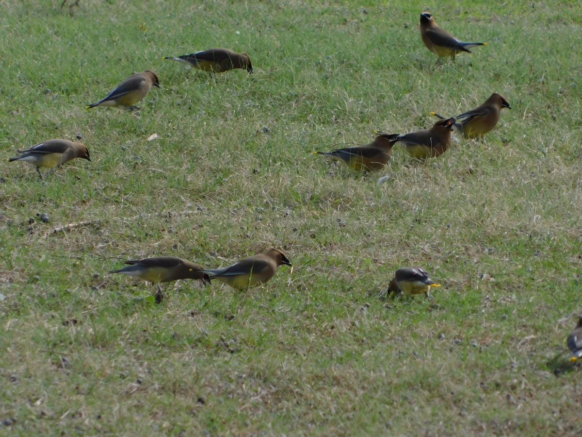 Cedar Waxwing - ML223673131