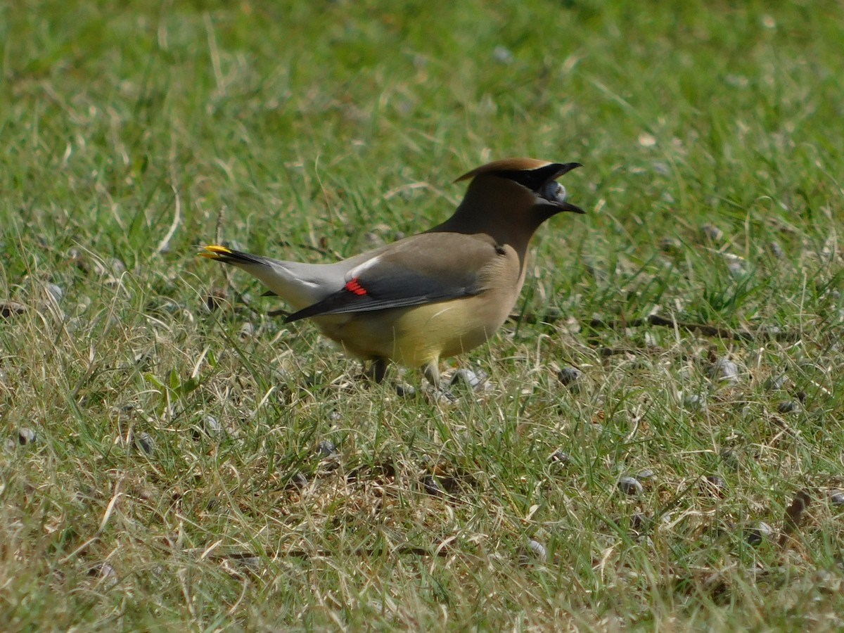 Cedar Waxwing - ML223673171