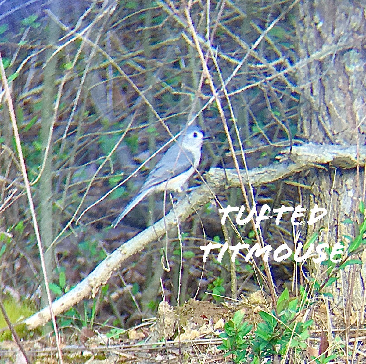 Tufted Titmouse - ML223674201