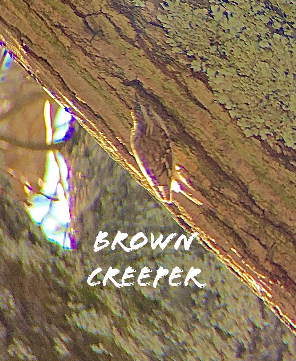 Brown Creeper - cameron dodge