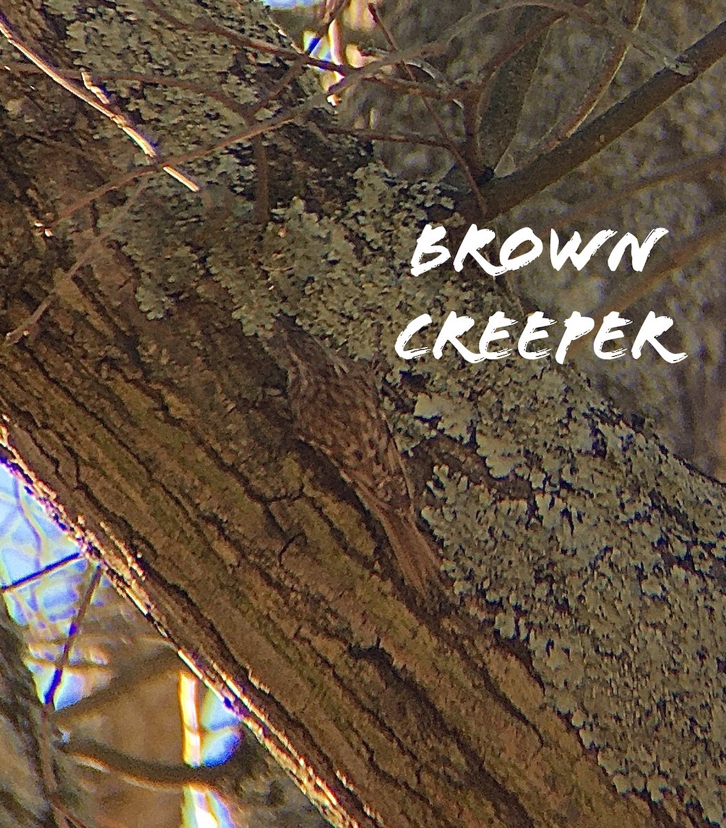 Brown Creeper - cameron dodge