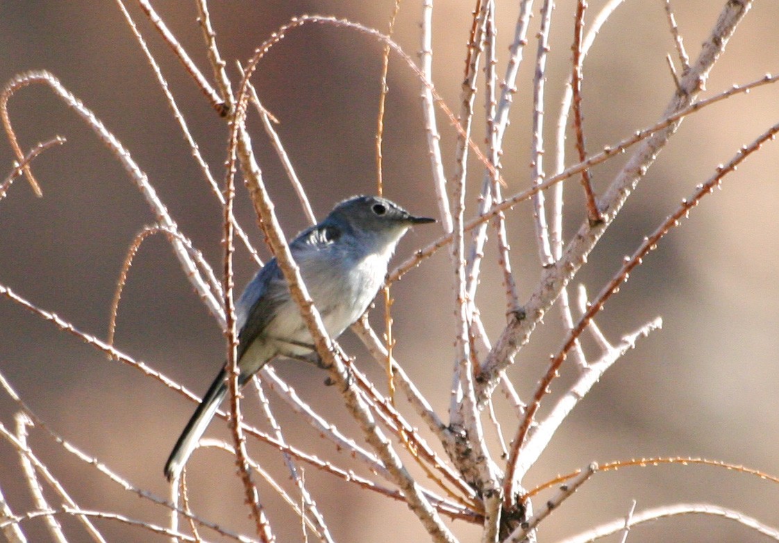 Blue-gray Gnatcatcher - ML223677951