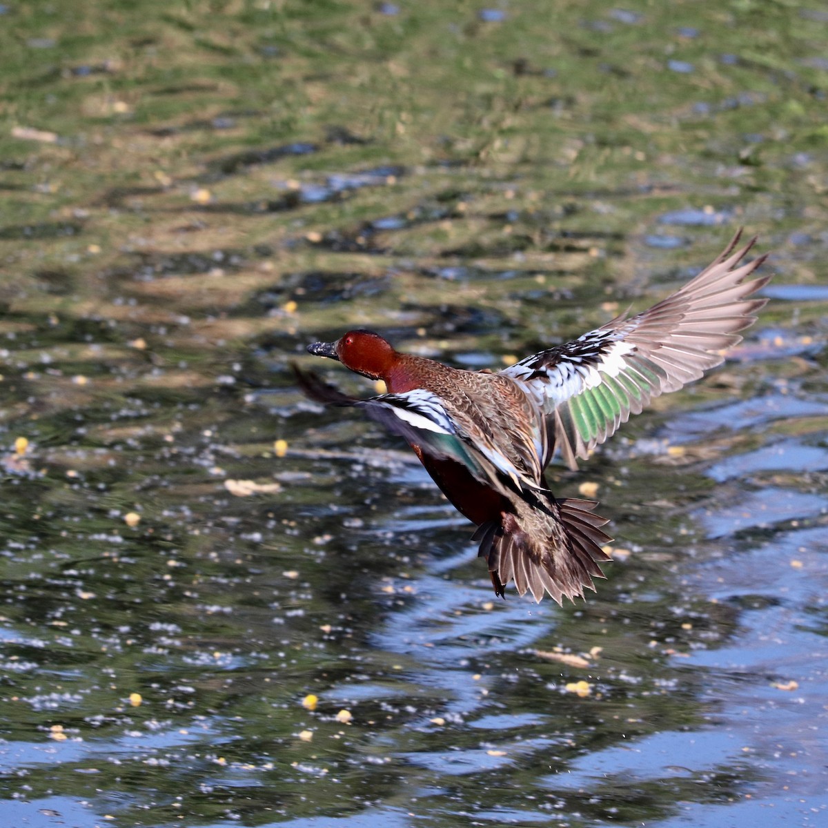 Cinnamon Teal - ML223678371