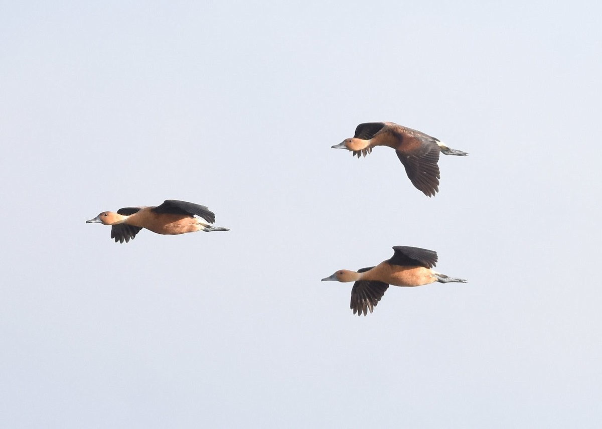 Fulvous Whistling-Duck - ML223680501