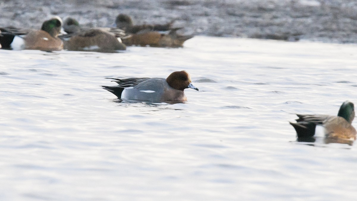 Eurasian Wigeon - Jim Pawlicki