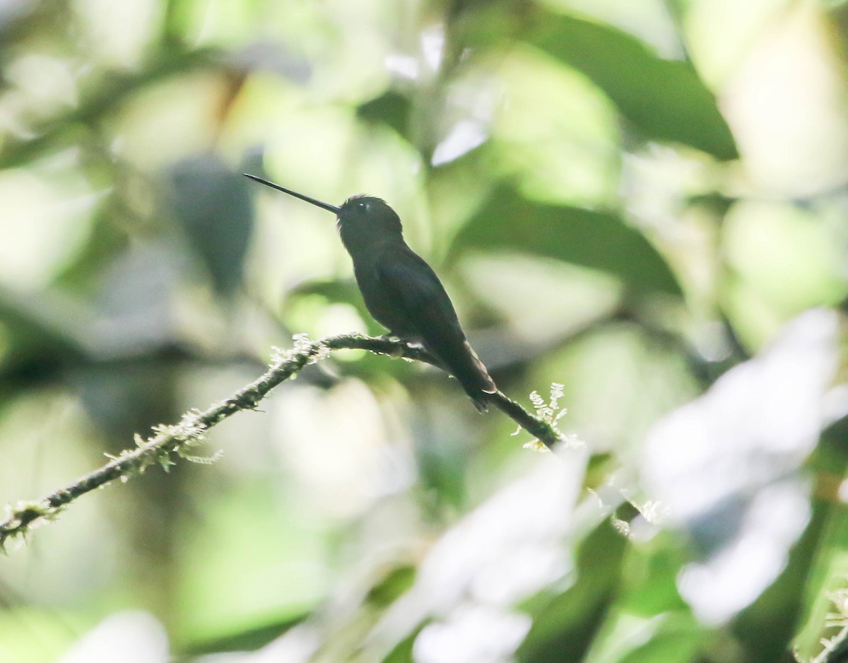 kolibřík modročelý - ML223681611