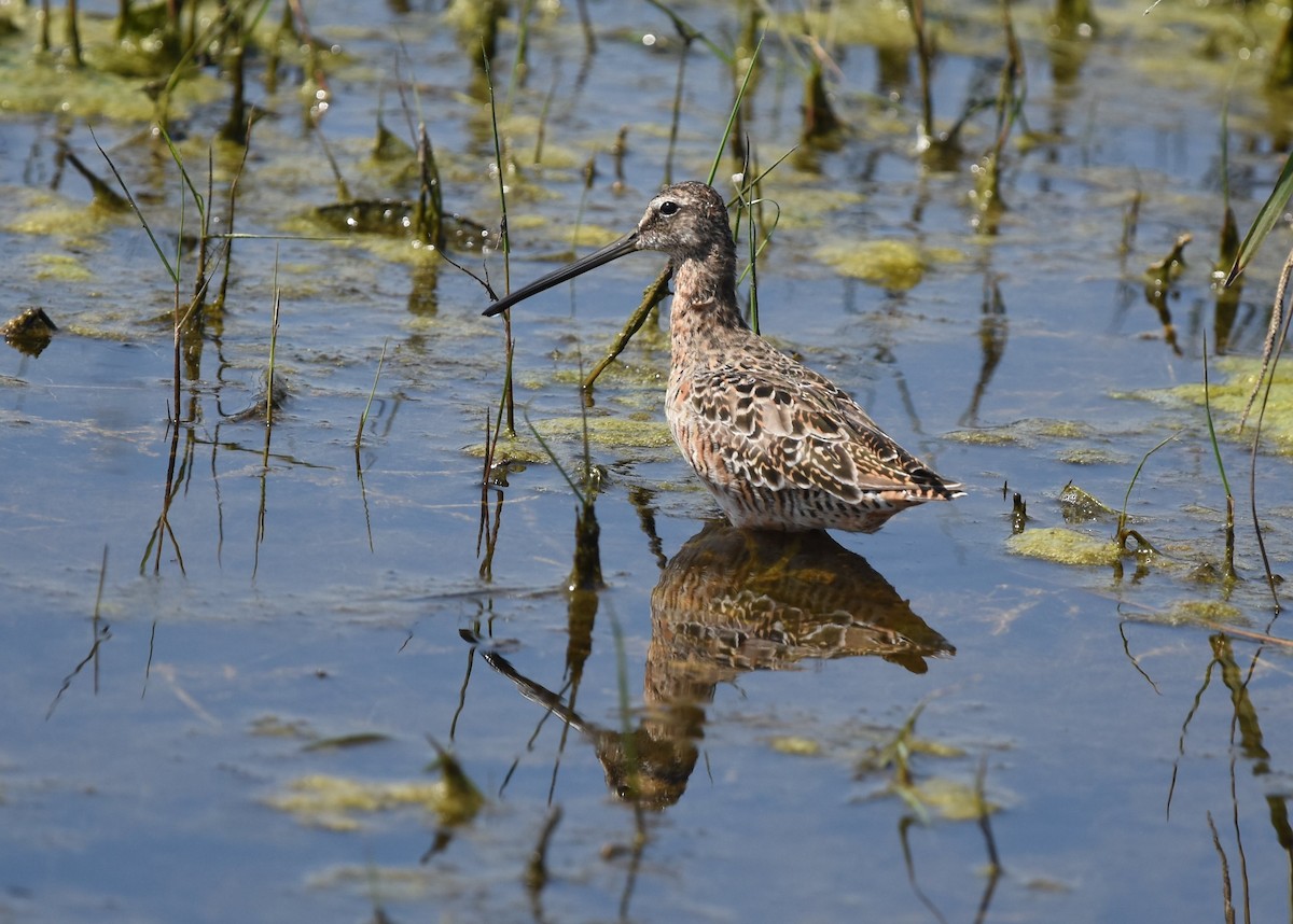 Long-billed Dowitcher - ML223682491
