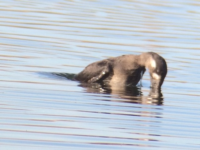 Surf Scoter - ML223682721