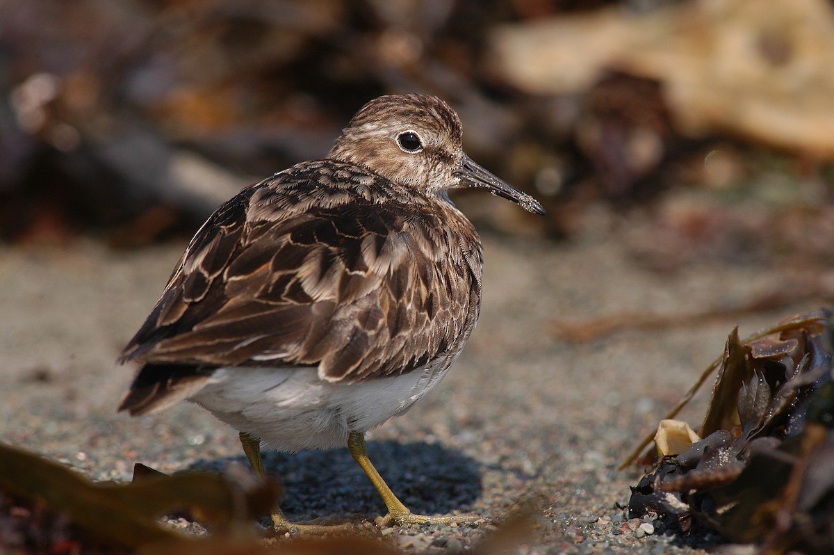 Least Sandpiper - Etienne Artigau🦩