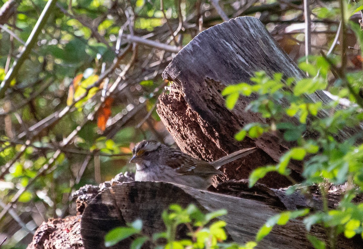 White-throated Sparrow - ML223682951