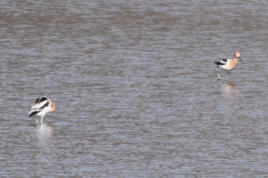 American Avocet - ML223683061