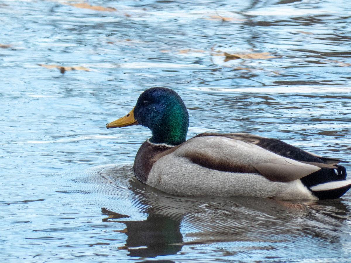 Mallard - Natalie Heer