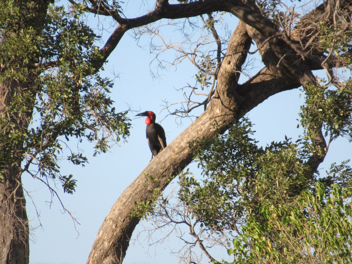 Southern Ground-Hornbill - Nick Friedeman