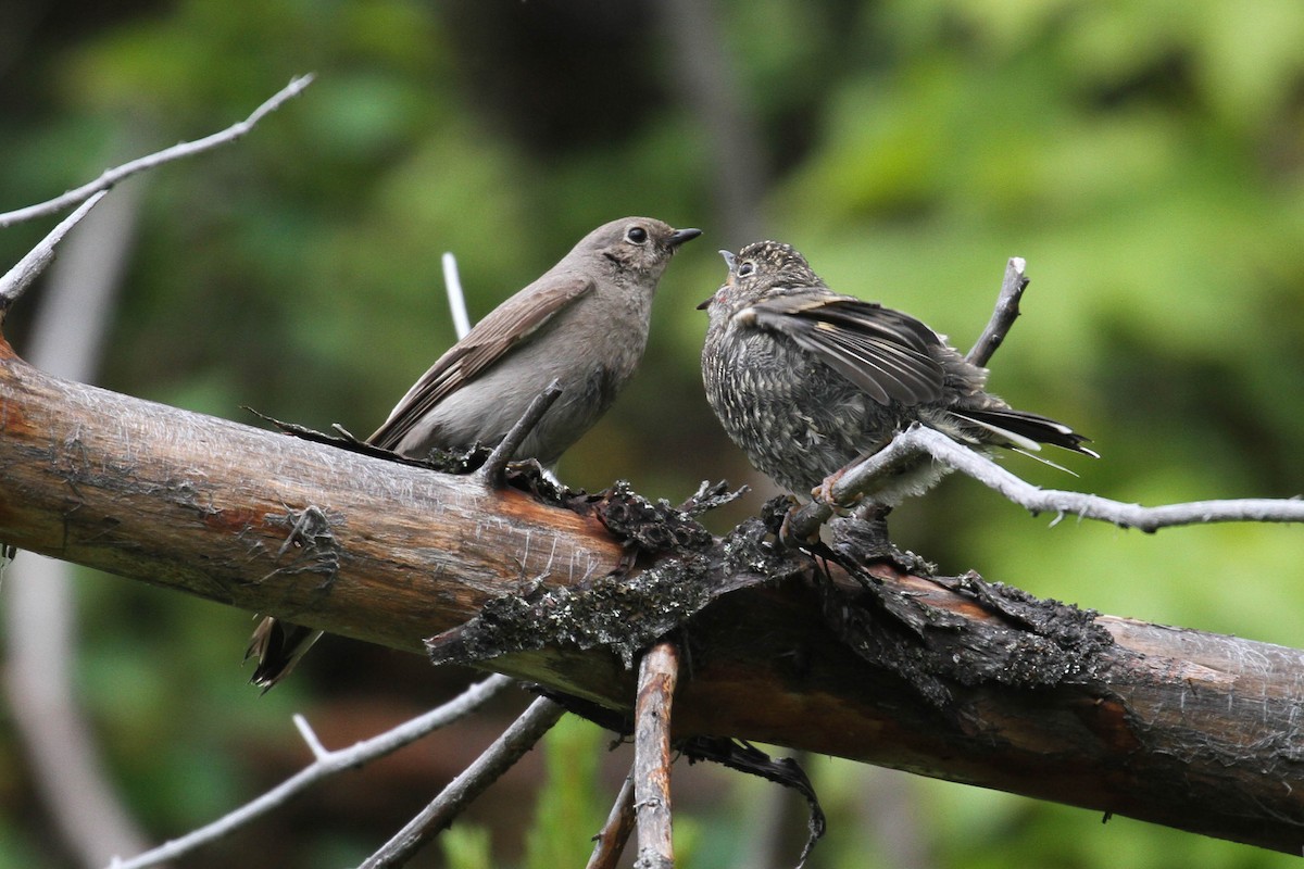 Townsend's Solitaire - ML223686471
