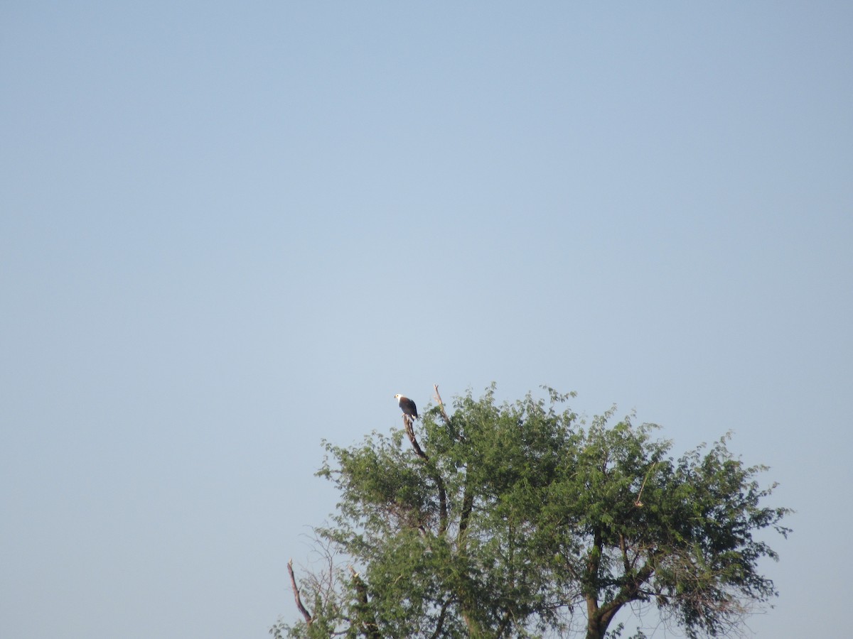 African Fish-Eagle - Nick Friedeman