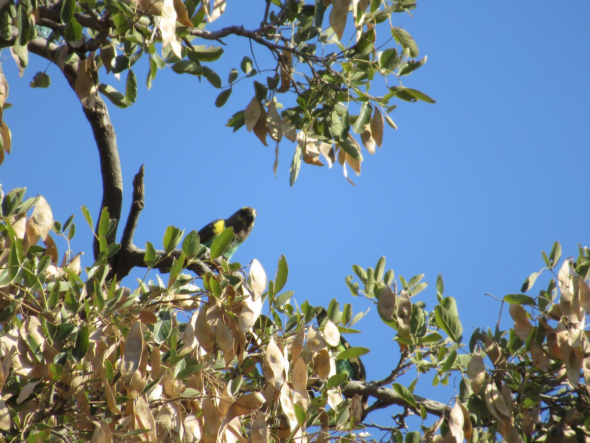 Meyer's Parrot - Nick Friedeman