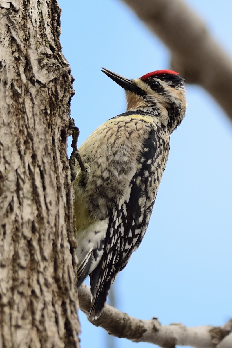 Yellow-bellied Sapsucker - ML223689421