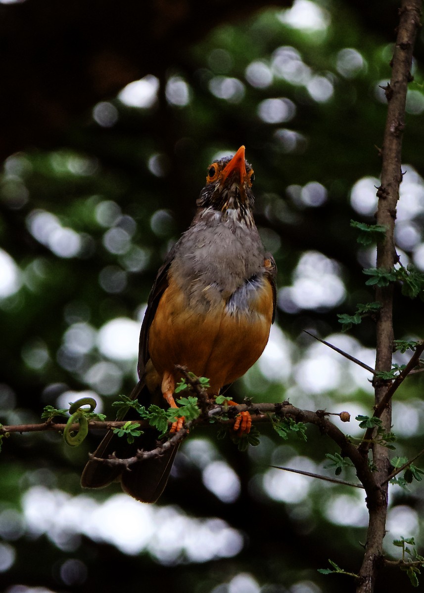 African Bare-eyed Thrush - Peder Svingen